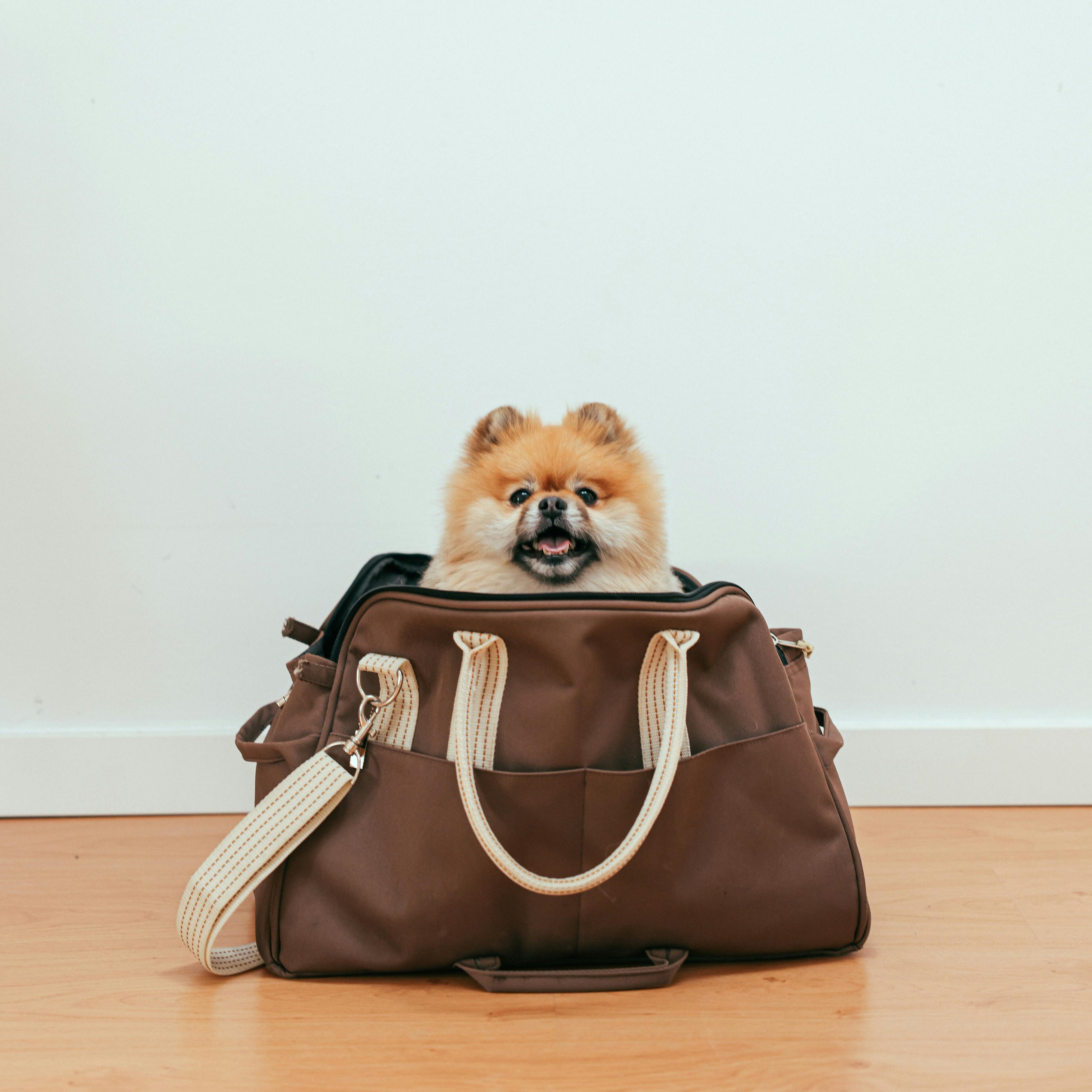 Small dog peeking out from a brown handbag on a wooden floor.