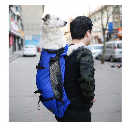 Person carrying a blue backpack with a white dog on an urban street.